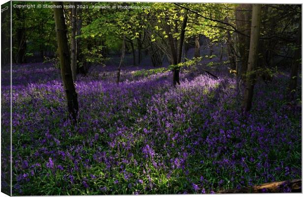 Bluebell wood Canvas Print by Stephen Hollin