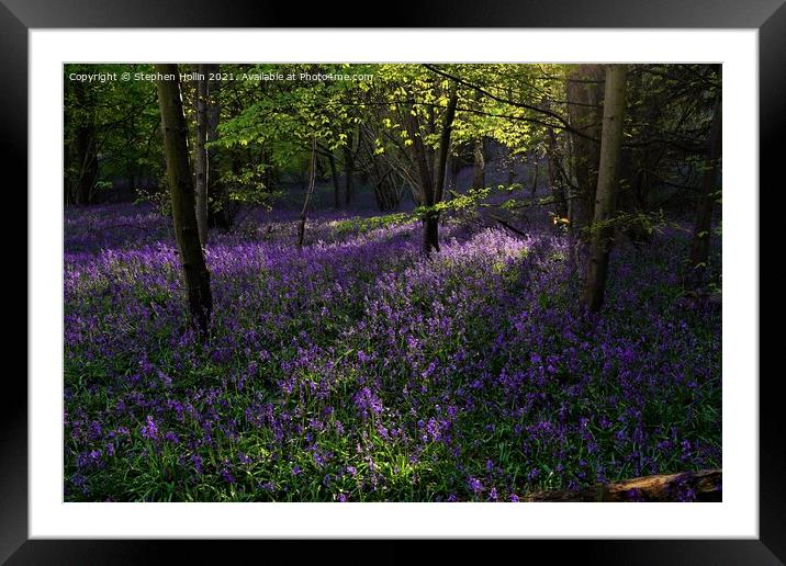 Bluebell wood Framed Mounted Print by Stephen Hollin
