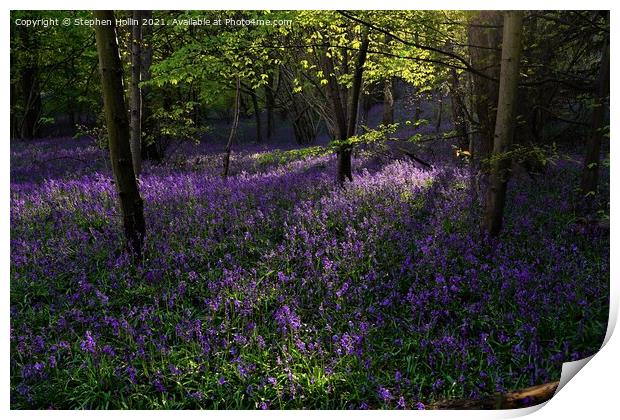 Bluebell wood Print by Stephen Hollin