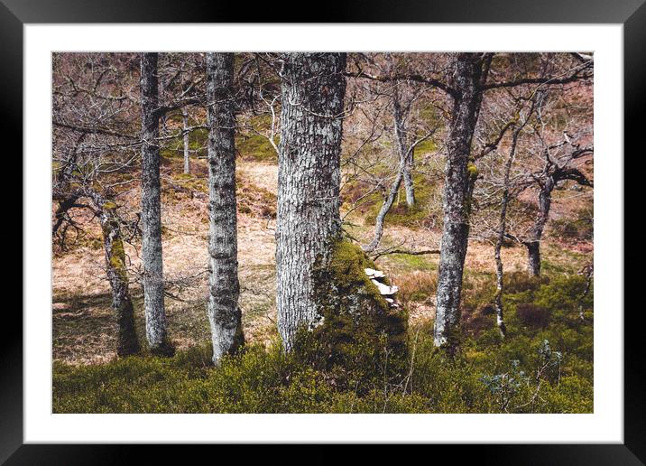 Forest  Framed Mounted Print by chris smith