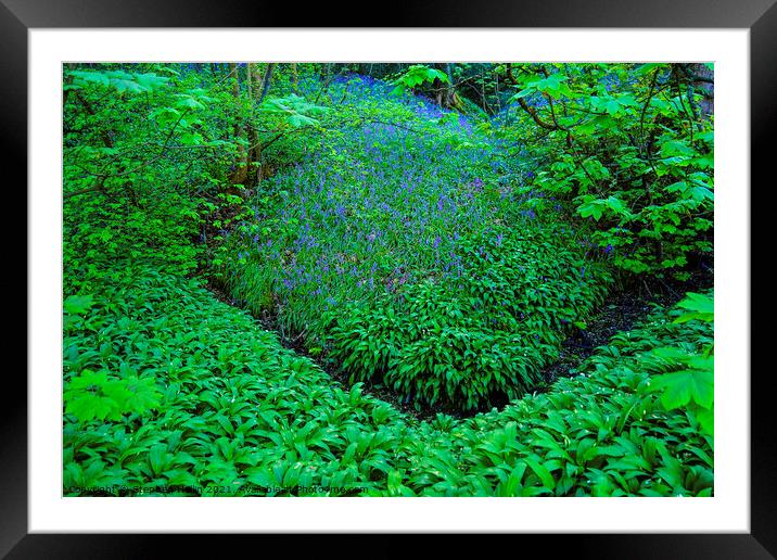 Enchanting Bluebell Forest Framed Mounted Print by Stephen Hollin