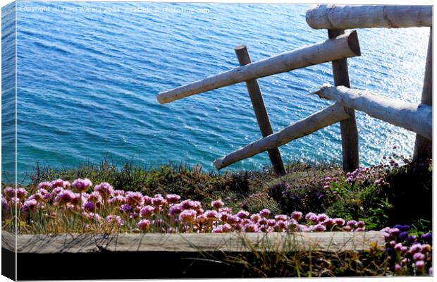 Clifftop Thrift Canvas Print by Terri Waters