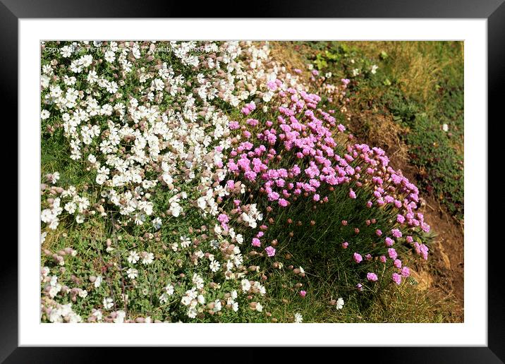 White Sea Campion and Pink Thrift Framed Mounted Print by Terri Waters