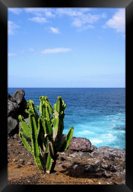 Cactus plant on the shore Framed Print by Paulina Sator