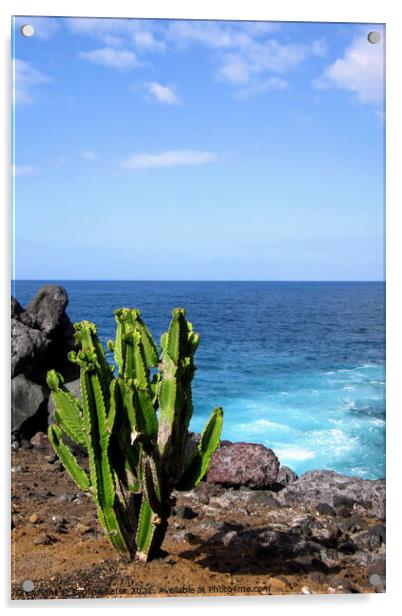 Cactus plant on the shore Acrylic by Paulina Sator