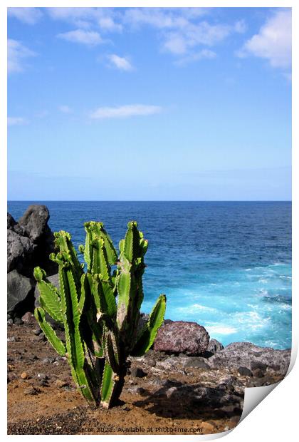Cactus plant on the shore Print by Paulina Sator