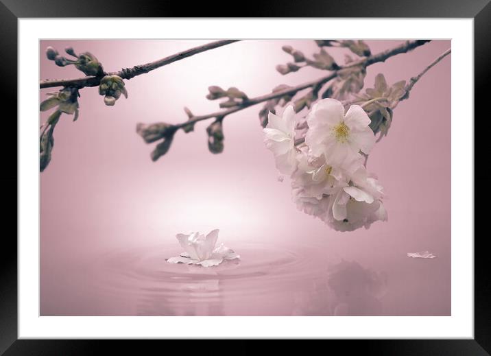 Soft Pink Blossom Framed Mounted Print by David Neighbour