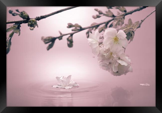 Soft Pink Blossom Framed Print by David Neighbour