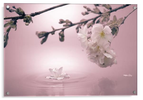 Soft Pink Blossom Acrylic by David Neighbour