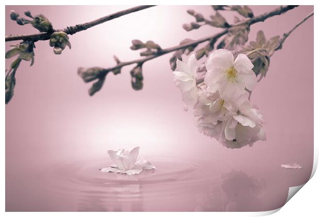 Soft Pink Blossom Print by David Neighbour