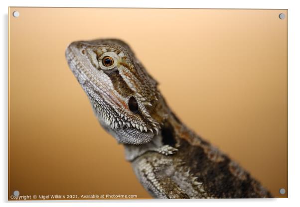 Juvenile Bearded Dragon Acrylic by Nigel Wilkins