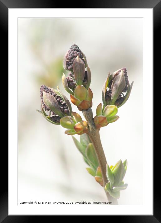 Lilac Buds 4 Framed Mounted Print by STEPHEN THOMAS