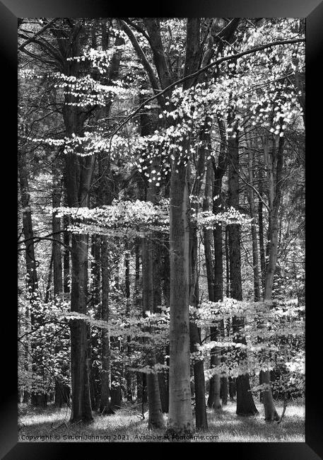sunlit spring woodland Framed Print by Simon Johnson