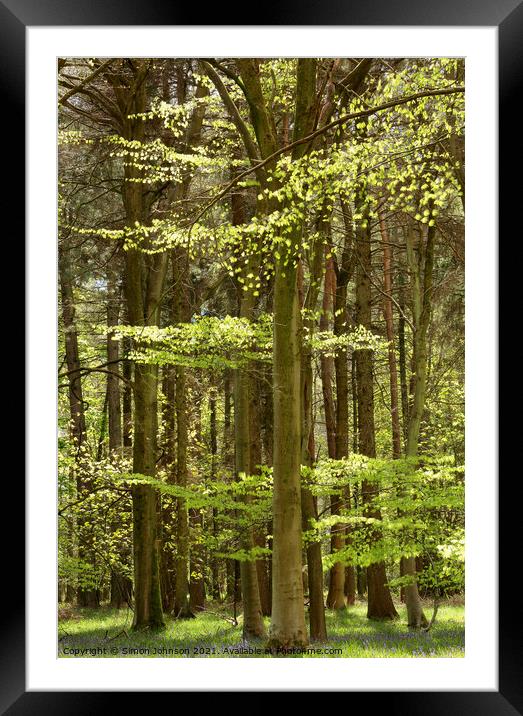 sunlit woodland Framed Mounted Print by Simon Johnson
