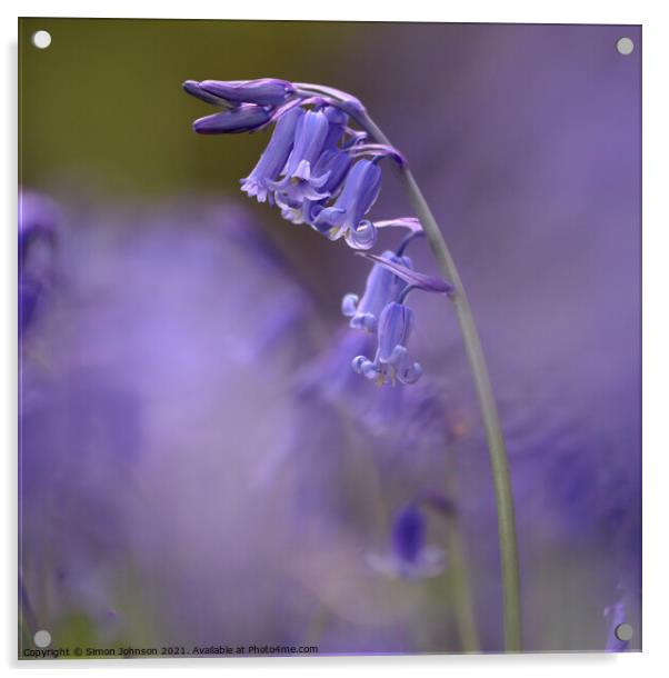 Bluebell close up Acrylic by Simon Johnson