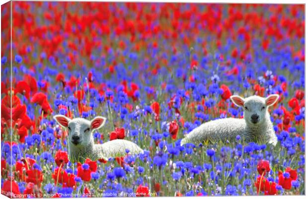 Spring Lambs Canvas Print by Alison Chambers