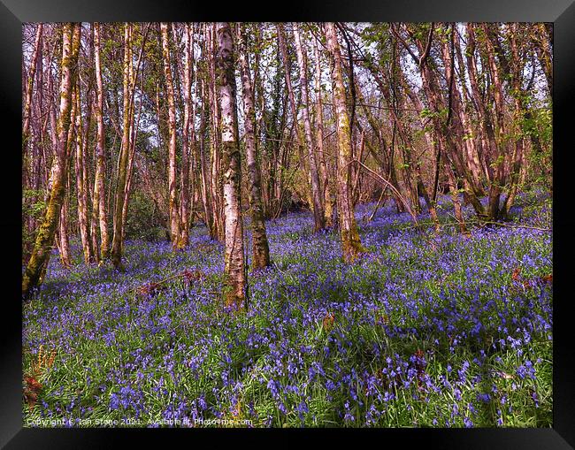 Bluebell woods  Framed Print by Ian Stone