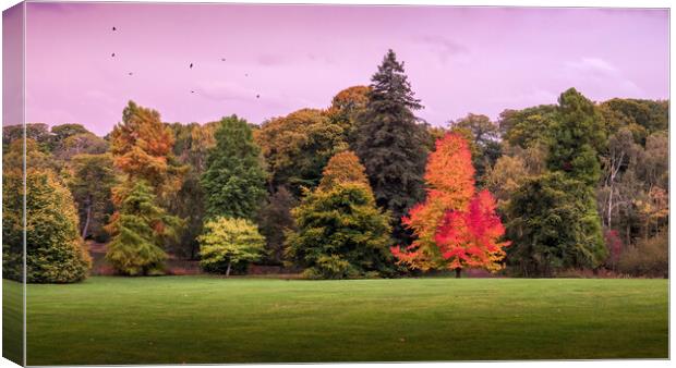 Autumn Trees, Hampstead Heath Canvas Print by Mark Jones