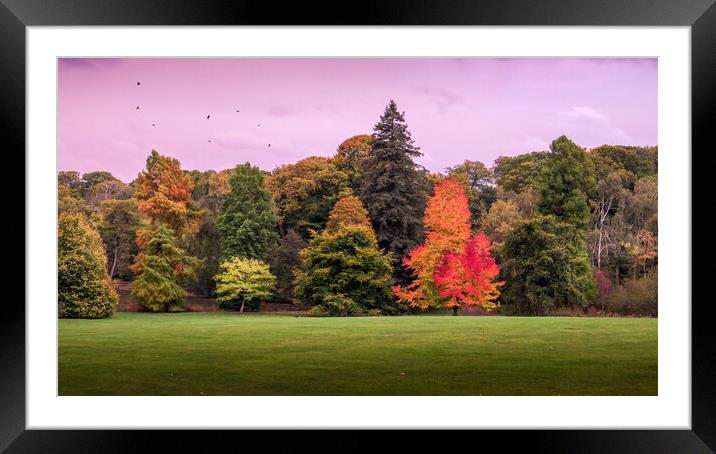 Autumn Trees, Hampstead Heath Framed Mounted Print by Mark Jones