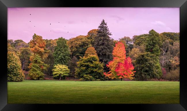 Autumn Trees, Hampstead Heath Framed Print by Mark Jones
