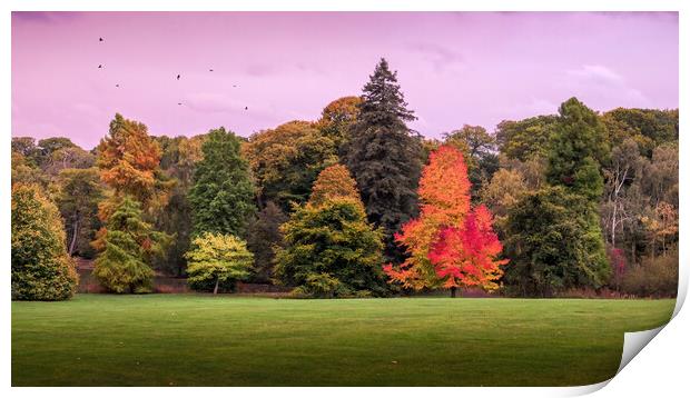 Autumn Trees, Hampstead Heath Print by Mark Jones