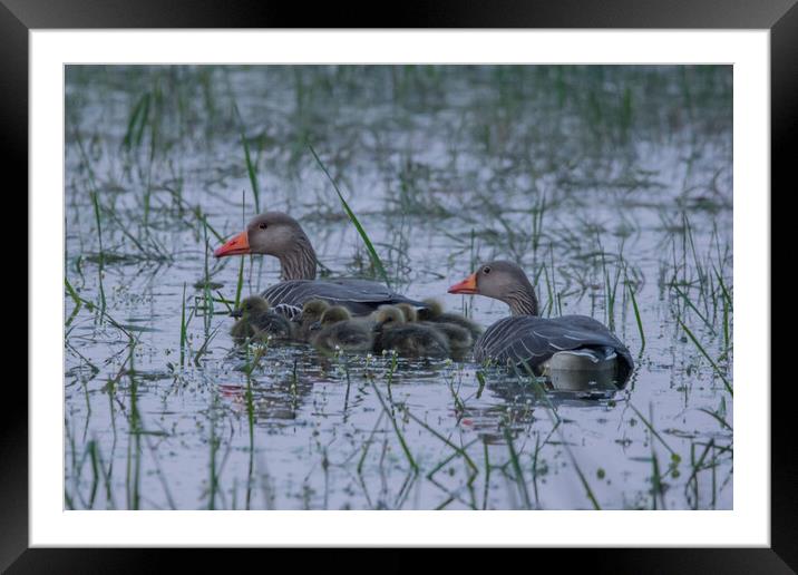 Family of geese Framed Mounted Print by Dorringtons Adventures