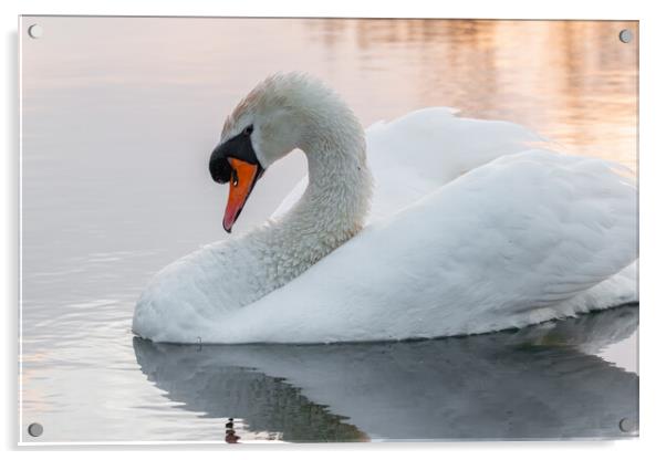 Swan on golden lake  Acrylic by Dorringtons Adventures