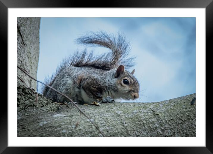 Grey squirrel  Framed Mounted Print by Dorringtons Adventures