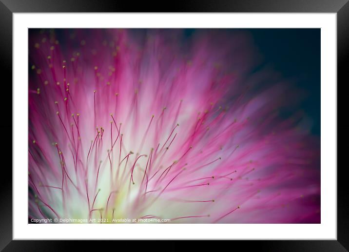 Pink mimosa tree flower close up, floral abstract Framed Mounted Print by Delphimages Art