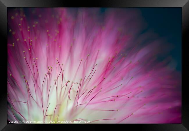 Pink mimosa tree flower close up, floral abstract Framed Print by Delphimages Art