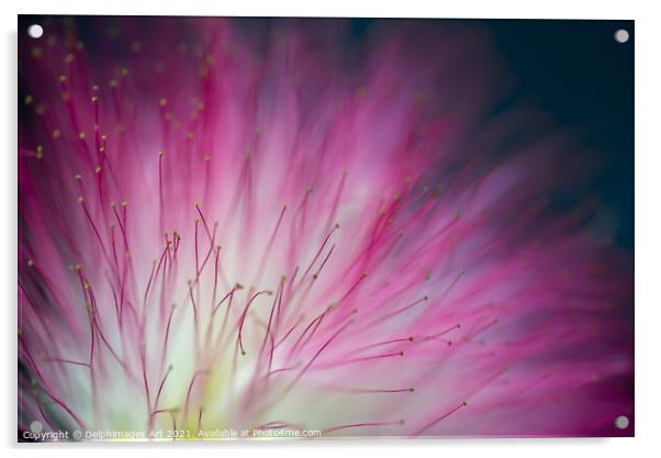 Pink mimosa tree flower close up, floral abstract Acrylic by Delphimages Art