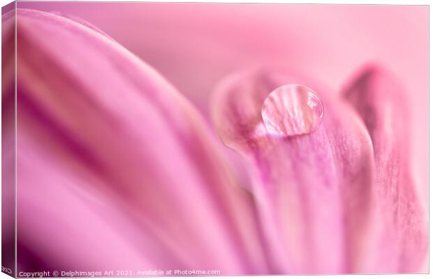 Water drop on a pink daisy, abstract floral art Canvas Print by Delphimages Art