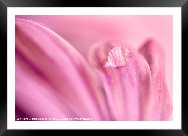 Water drop on a pink daisy, abstract floral art Framed Mounted Print by Delphimages Art