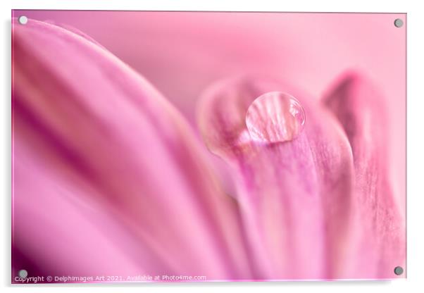 Water drop on a pink daisy, abstract floral art Acrylic by Delphimages Art