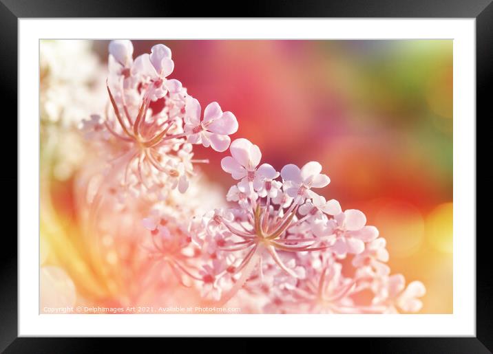 Close up of a wild colourful carrot flower Framed Mounted Print by Delphimages Art