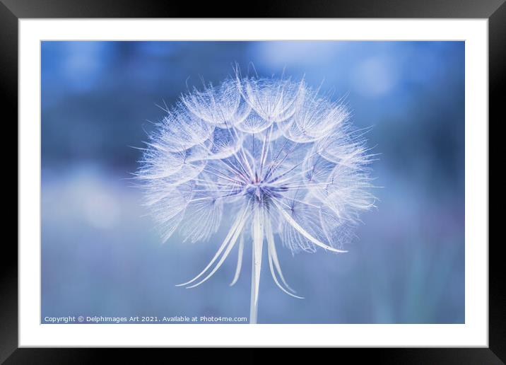 Dandelion flower close up in blue Framed Mounted Print by Delphimages Art