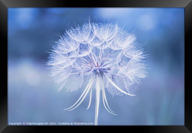 Dandelion flower close up in blue Framed Print by Delphimages Art