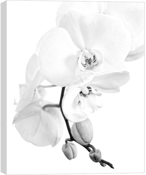Phalaenopsis moth orchid black and white Canvas Print by Delphimages Art