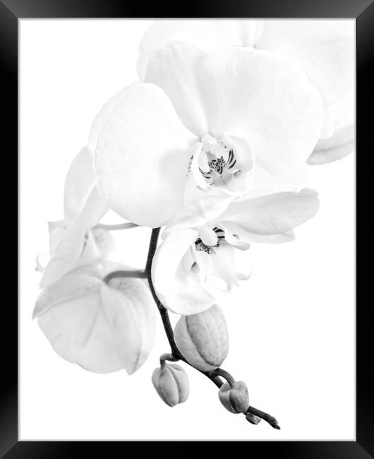 Phalaenopsis moth orchid black and white Framed Print by Delphimages Art
