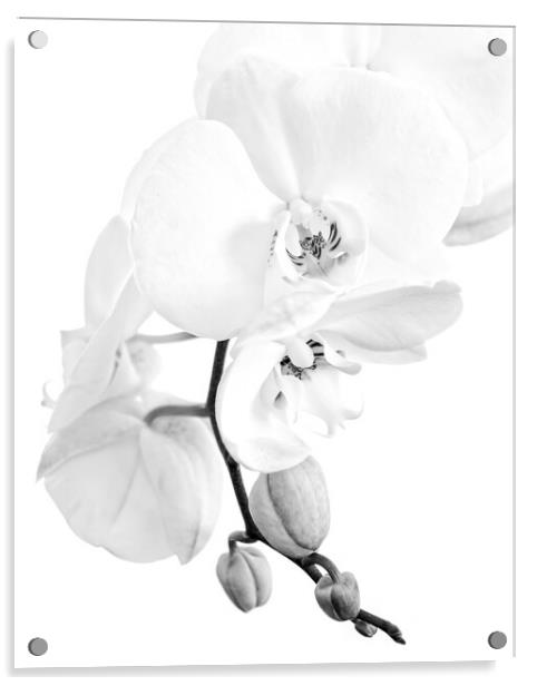 Phalaenopsis moth orchid black and white Acrylic by Delphimages Art