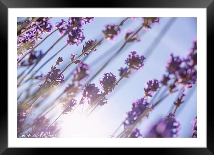 Purple lavender flowers, sun and blue summer sky Framed Mounted Print by Delphimages Art