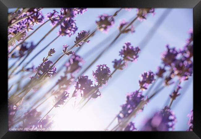 Purple lavender flowers, sun and blue summer sky Framed Print by Delphimages Art