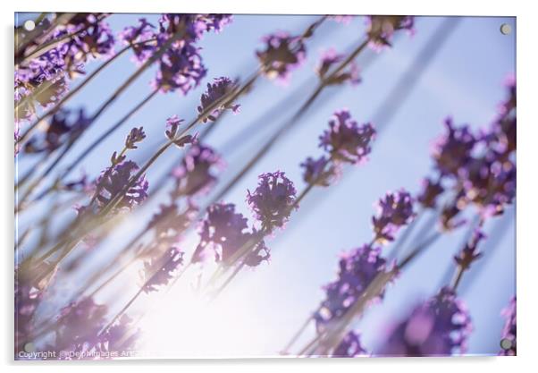 Purple lavender flowers, sun and blue summer sky Acrylic by Delphimages Art