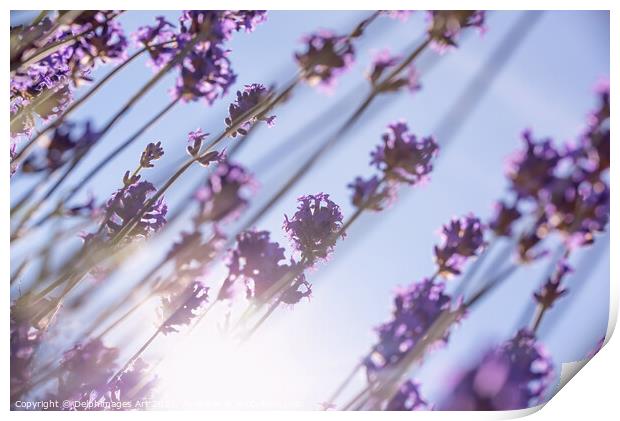 Purple lavender flowers, sun and blue summer sky Print by Delphimages Art
