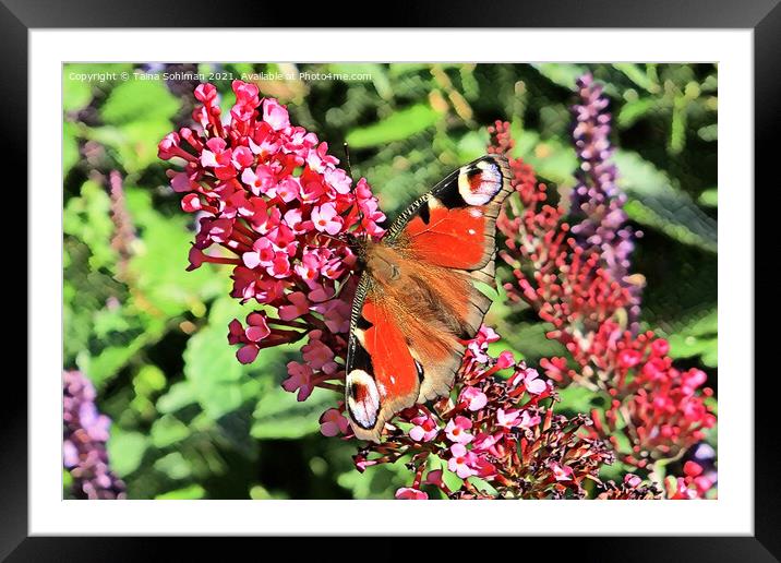 Inachis io Peacock Butterfly on Pink Flowers Framed Mounted Print by Taina Sohlman