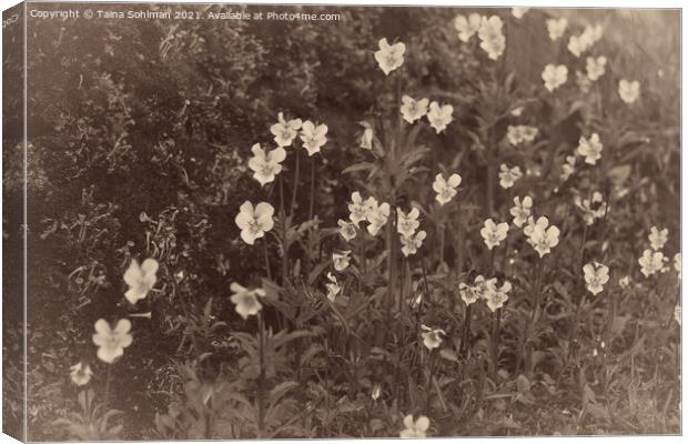 Pansies, Viola arvensis, Old Photo Style Canvas Print by Taina Sohlman
