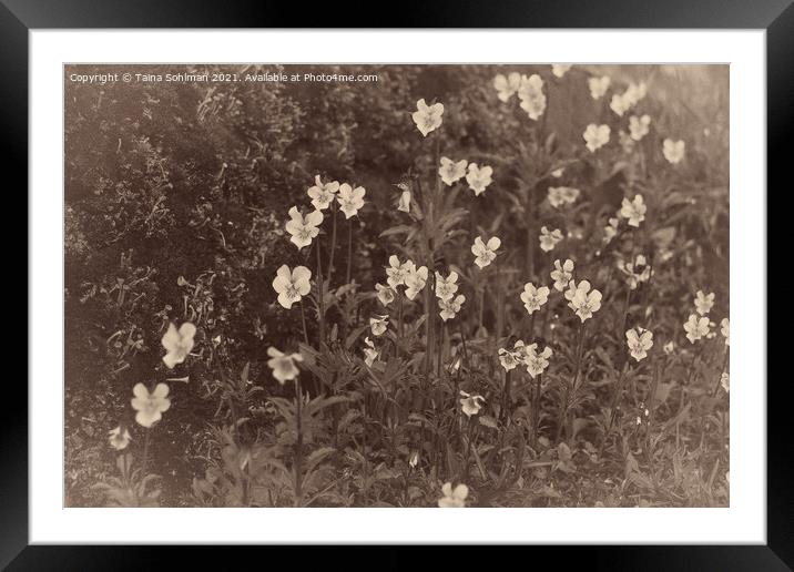 Pansies, Viola arvensis, Old Photo Style Framed Mounted Print by Taina Sohlman