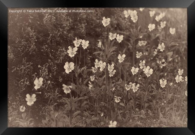 Pansies, Viola arvensis, Old Photo Style Framed Print by Taina Sohlman
