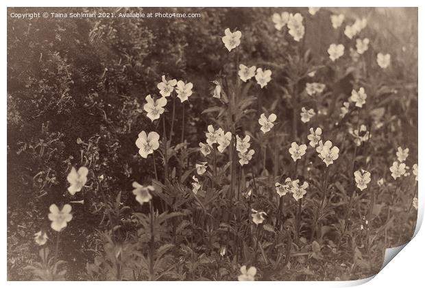 Pansies, Viola arvensis, Old Photo Style Print by Taina Sohlman