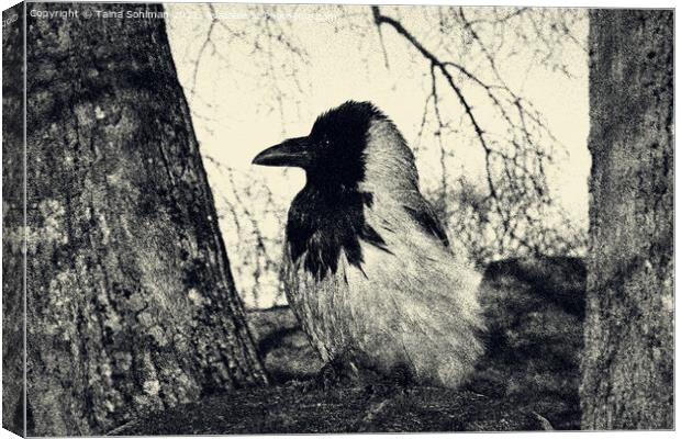 Beautiful Hooded Crow Perched on Tree Stump Canvas Print by Taina Sohlman